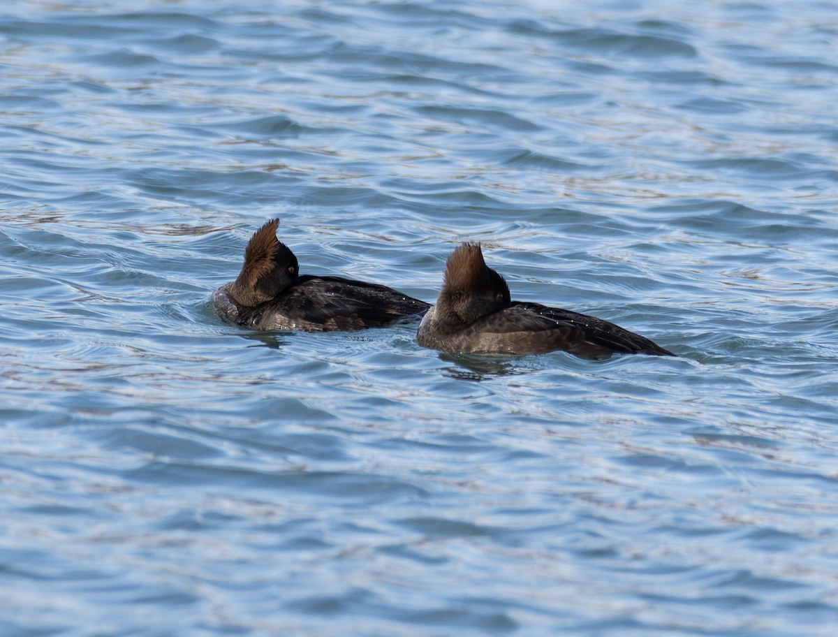 Hooded Merganser - ML646423532