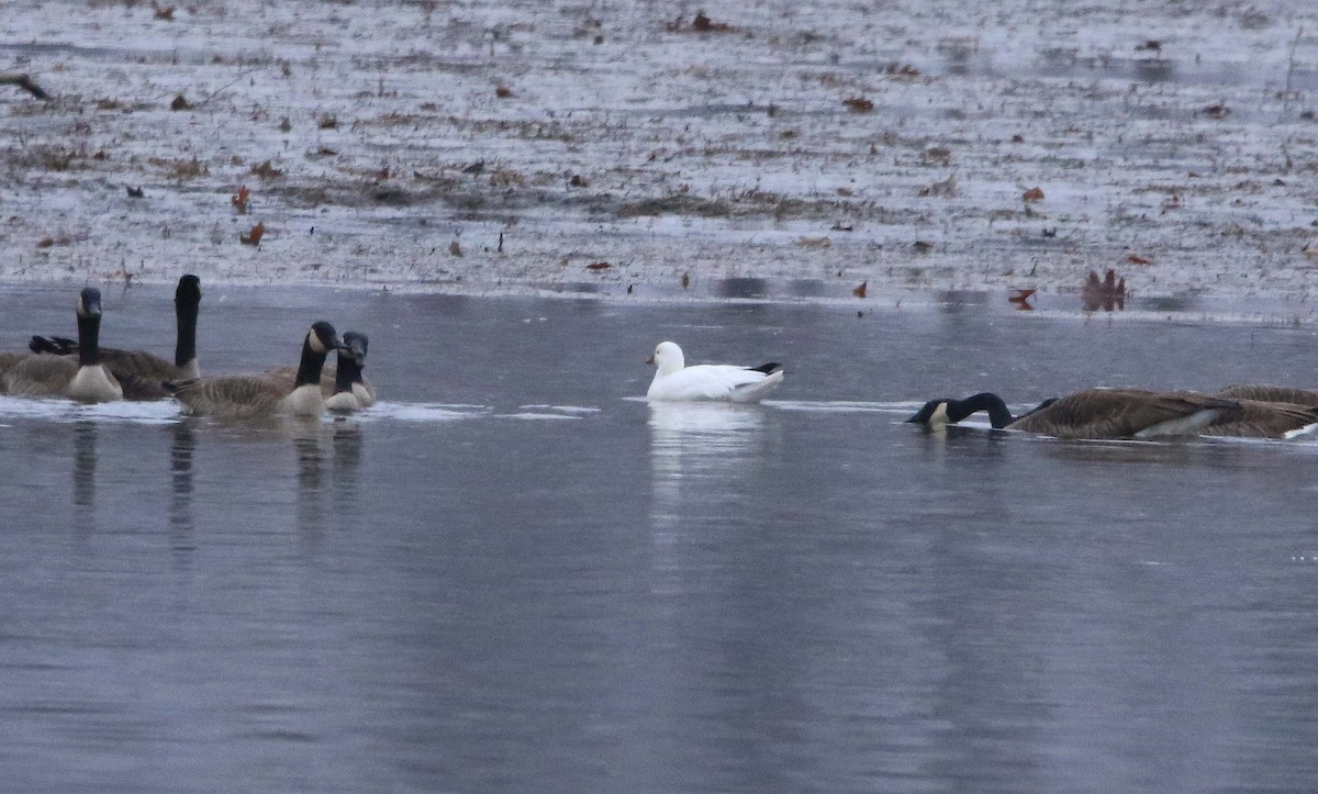 Ross's Goose - ML646423537