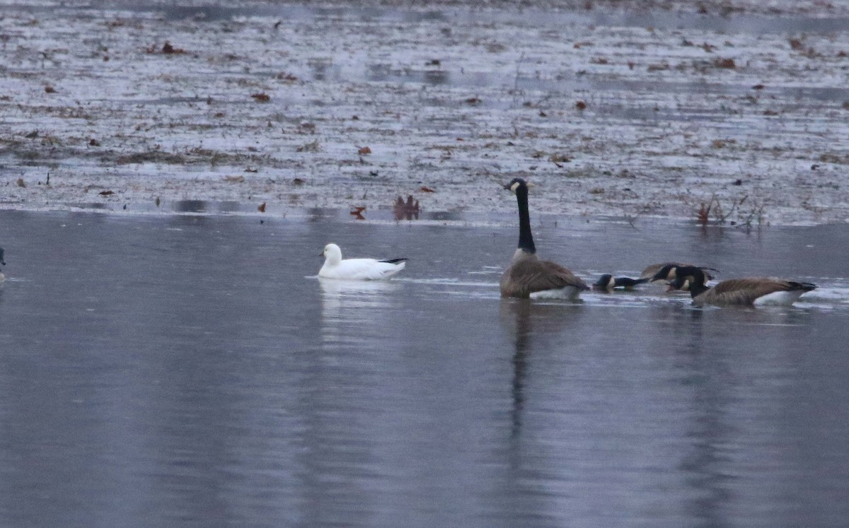 Ross's Goose - ML646423538