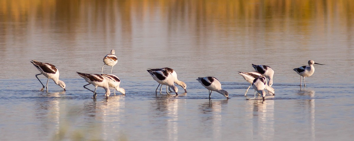 American Avocet - ML646423541