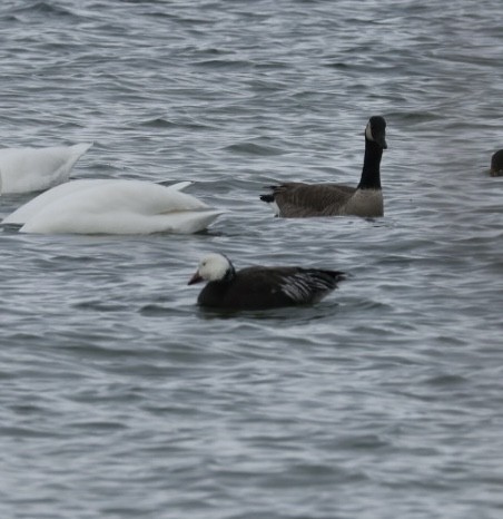 Snow Goose - ML646423542