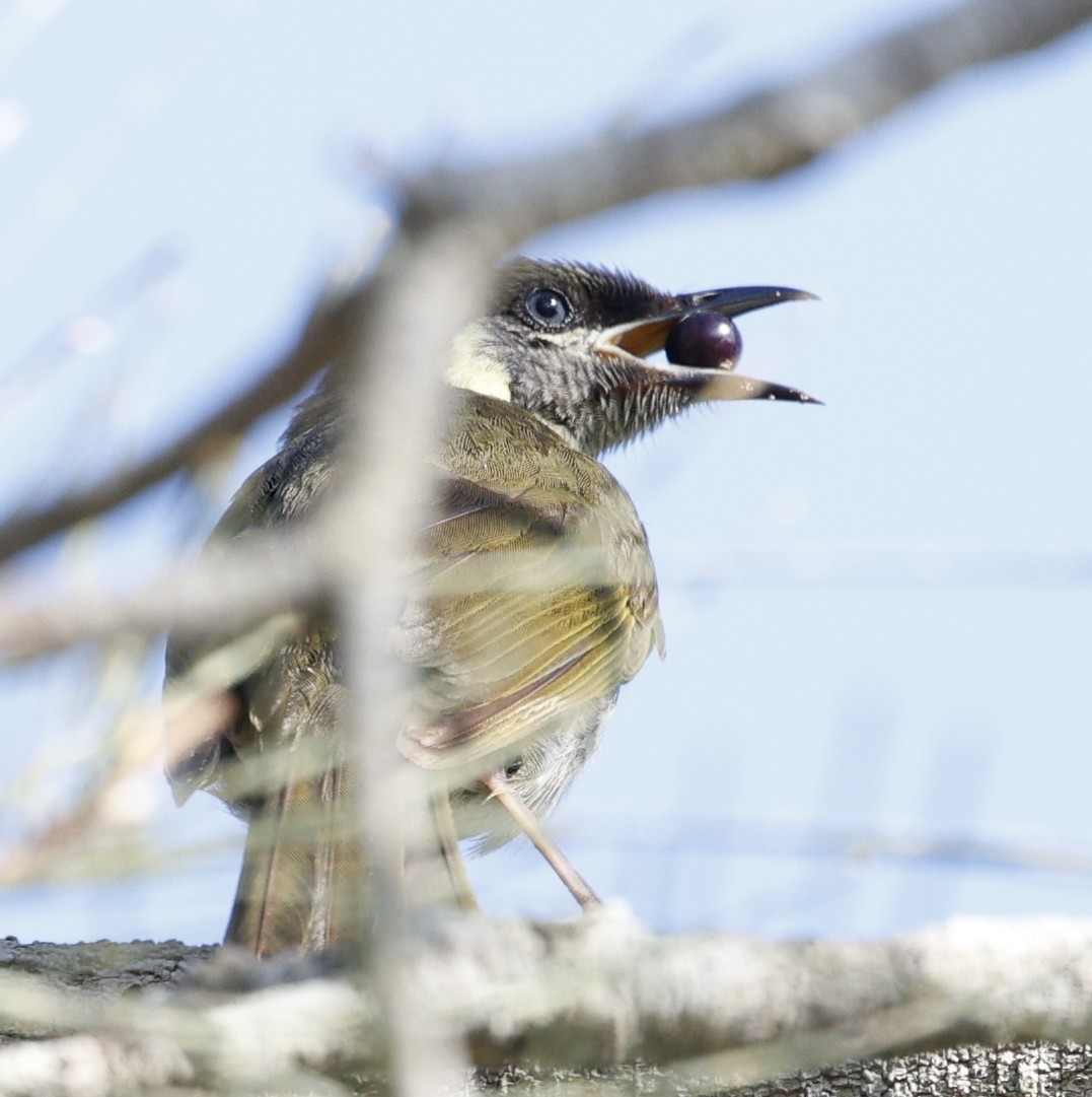 Lewin's Honeyeater - ML646423543