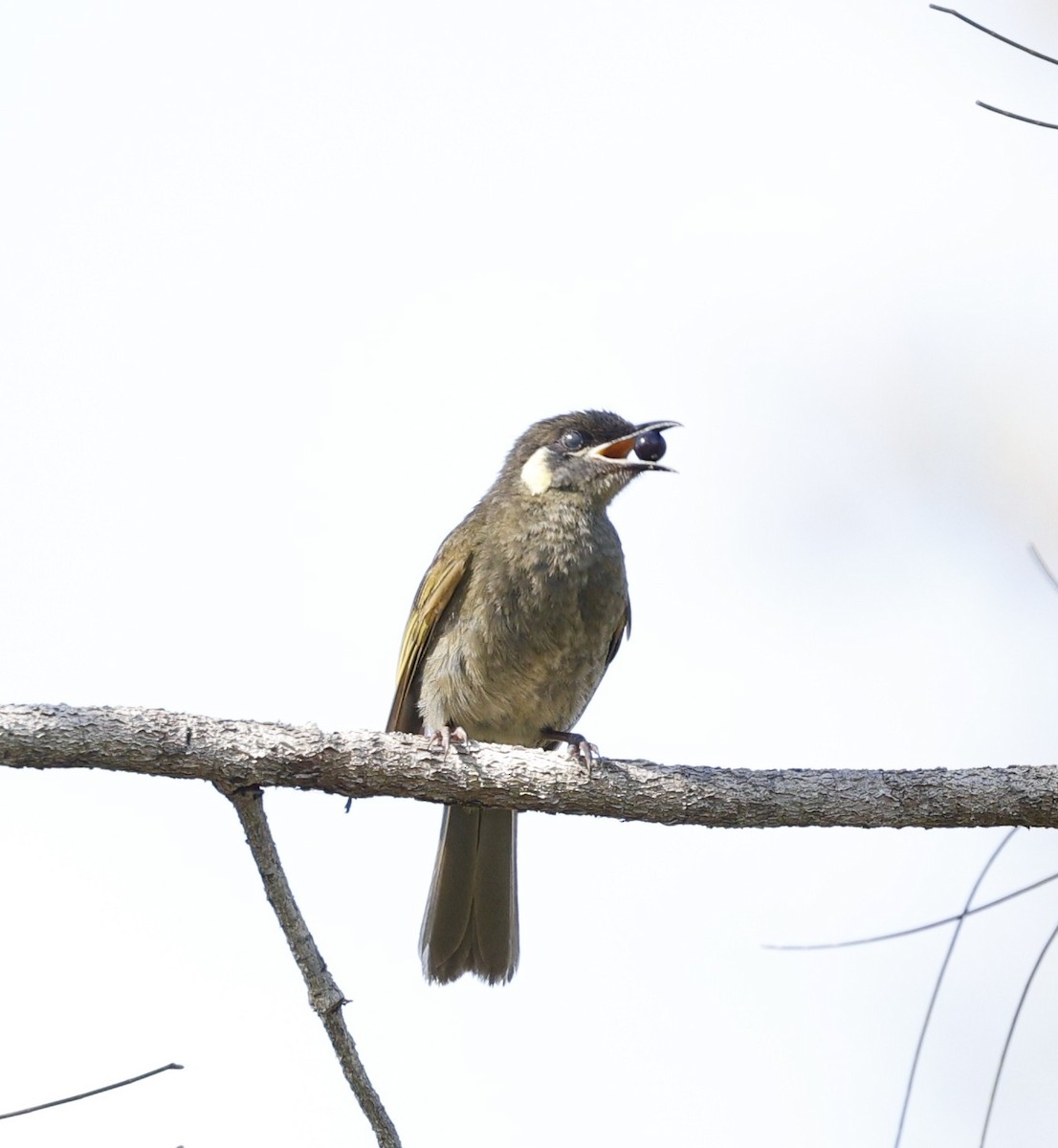 Lewin's Honeyeater - ML646423544