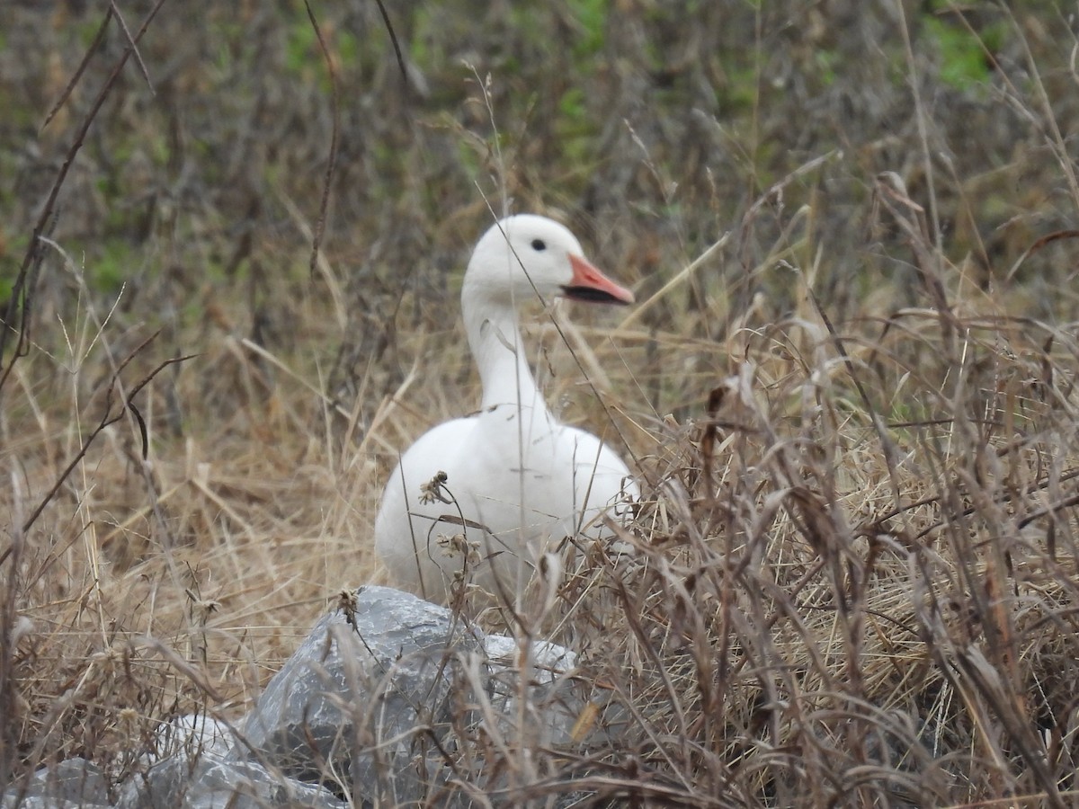 Snow Goose - ML646423545