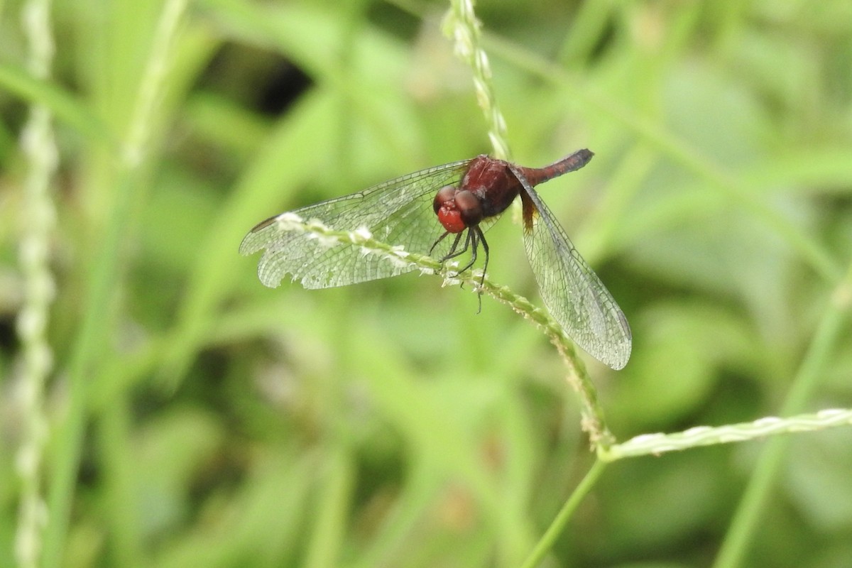 Red-faced Dragonlet - ML646423546