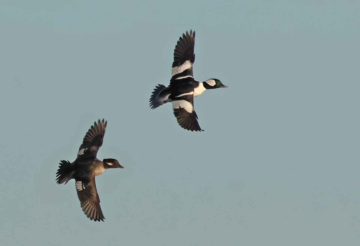 Bufflehead - ML646423547