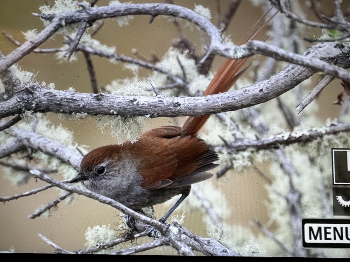 White-chinned Thistletail - ML646423548