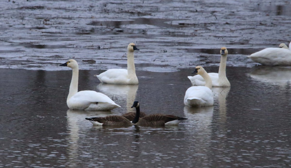 Tundra Swan - ML646423550