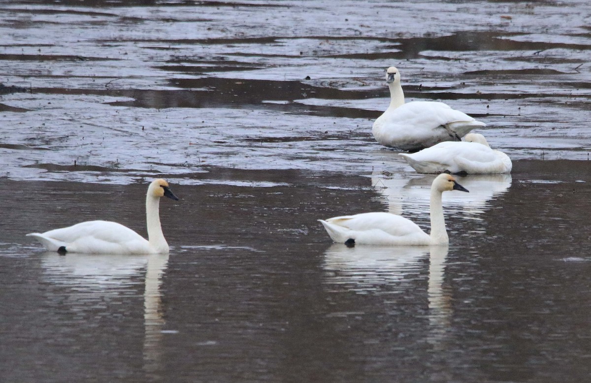 Tundra Swan - ML646423551