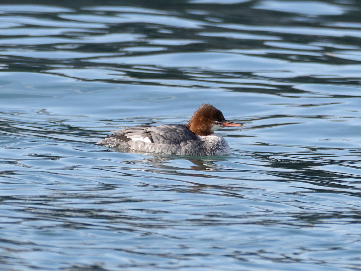 Common Merganser - ML646423552