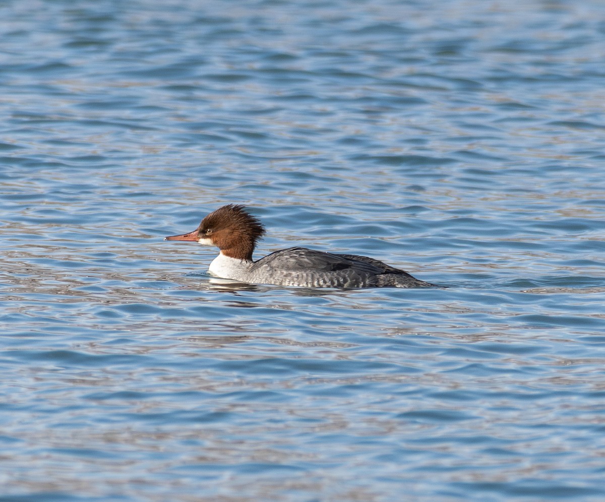 Common Merganser - ML646423553
