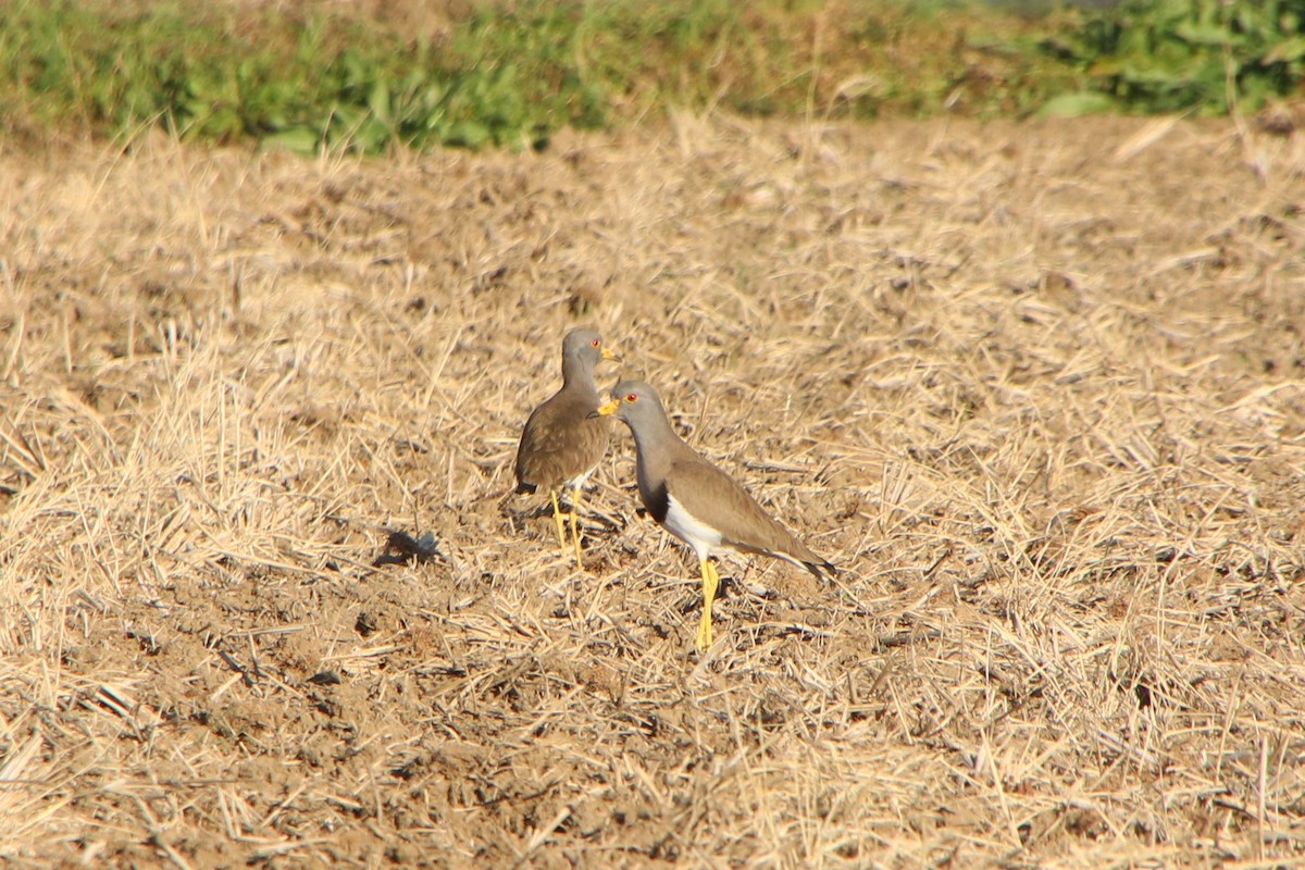 Gray-headed Lapwing - ML646423554