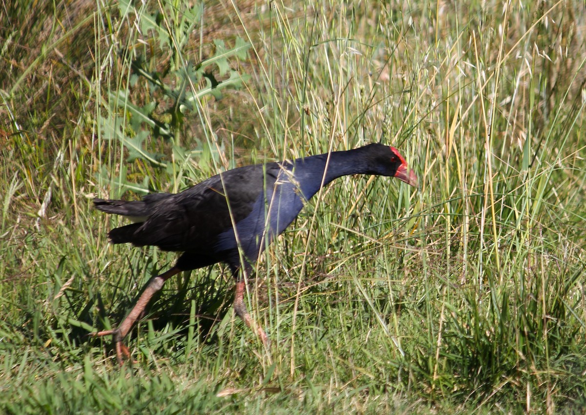 slípka australasijská - ML646423555