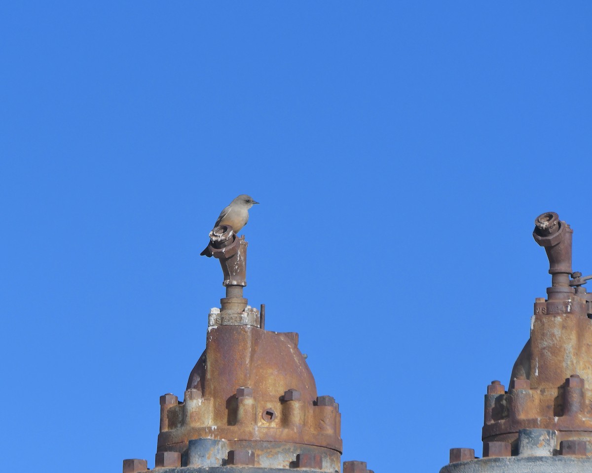 Say's Phoebe - ML646423556