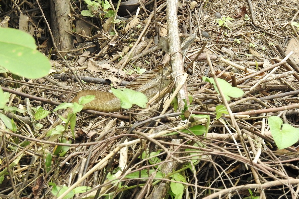 Common Basilisk - ML646423560