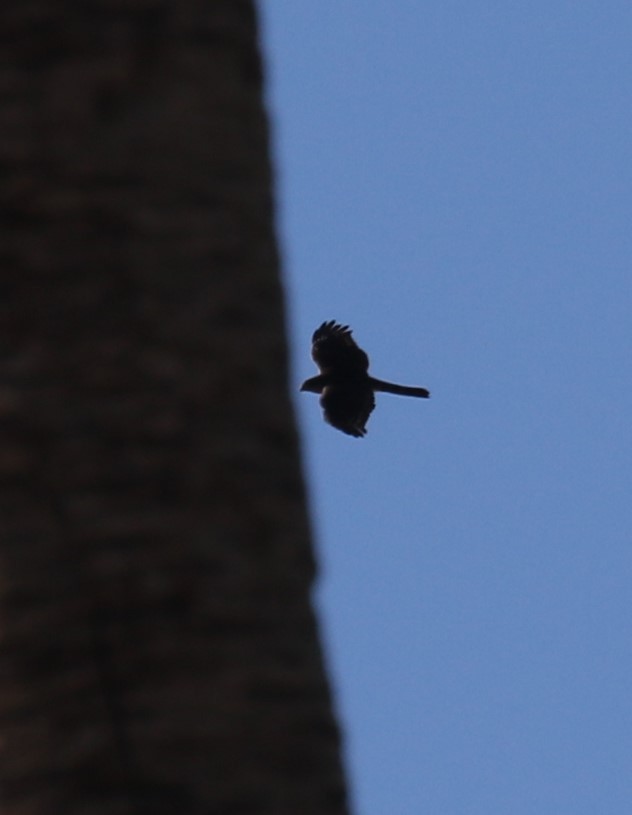 Eckschwanzsperber - ML646423567