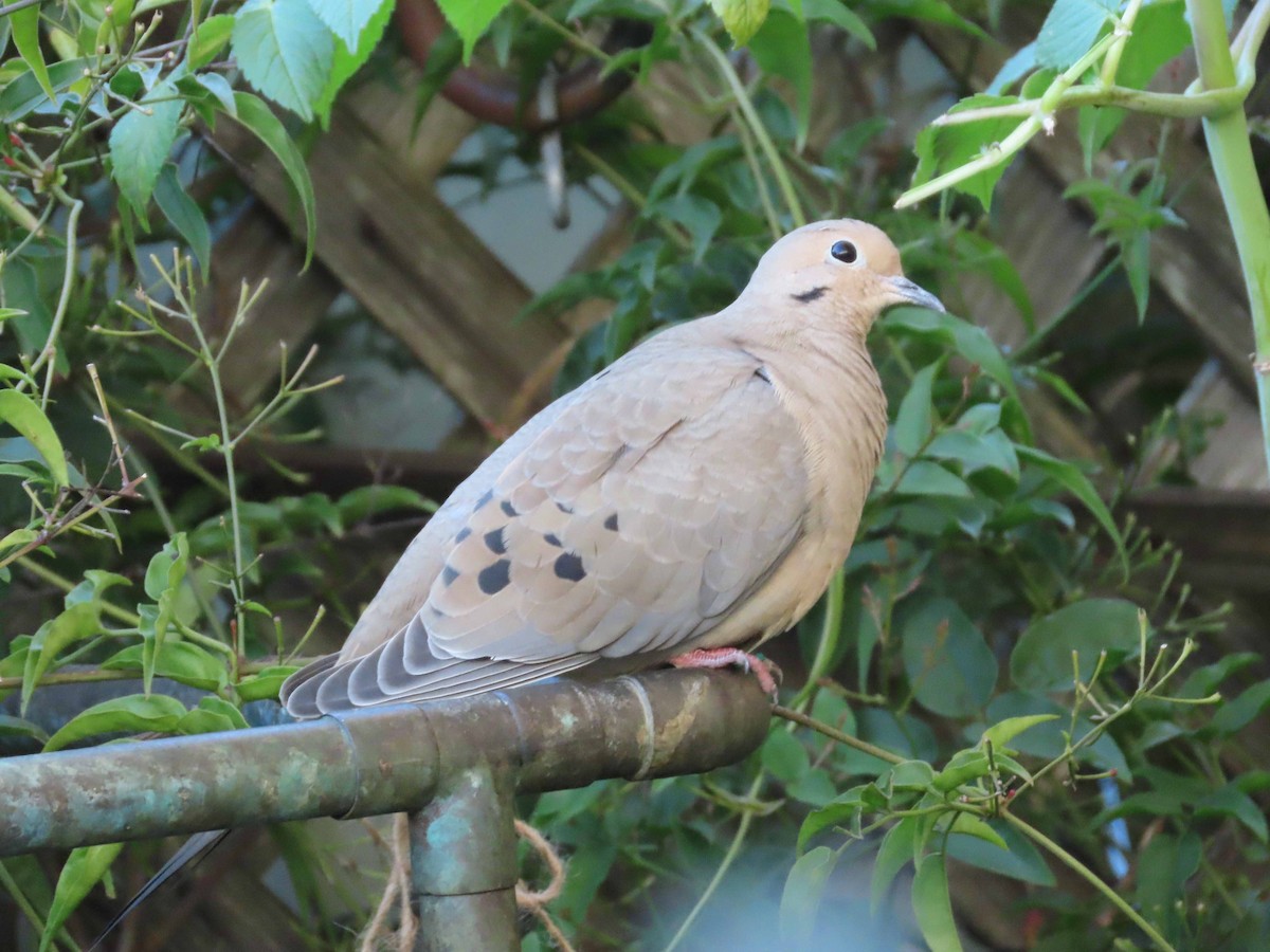 Mourning Dove - ML646423571