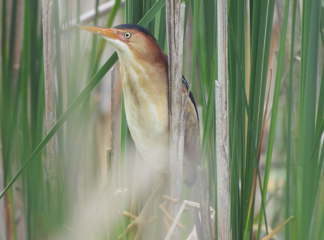 Petit Blongios - ML646423572