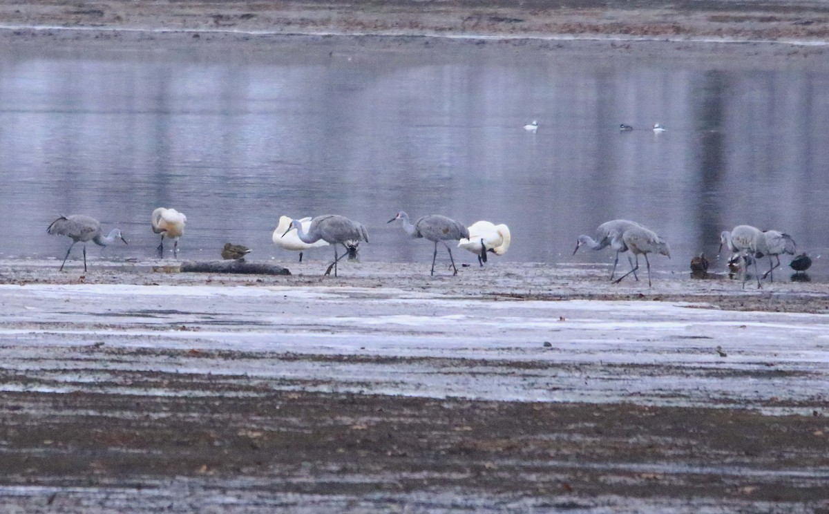 Sandhill Crane - ML646423573