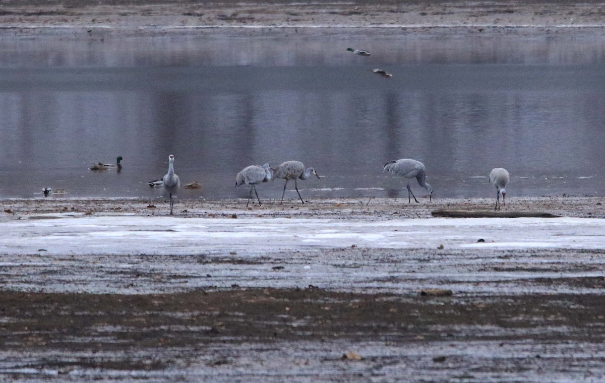 Sandhill Crane - ML646423574