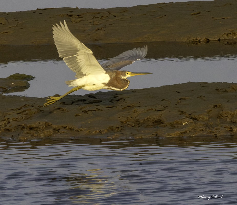 Tricolored Heron - ML646423575