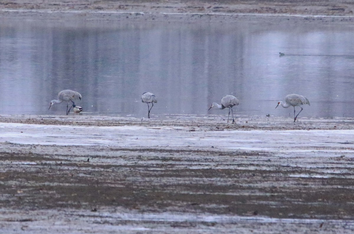 Sandhill Crane - ML646423576