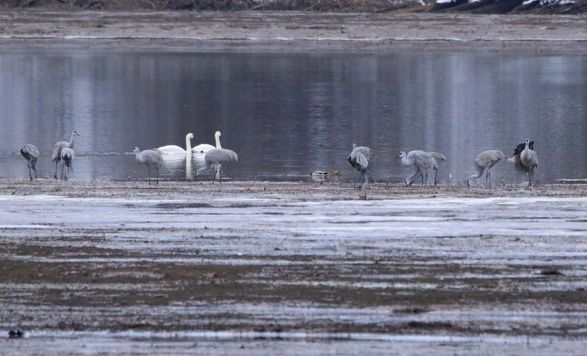 Sandhill Crane - ML646423577