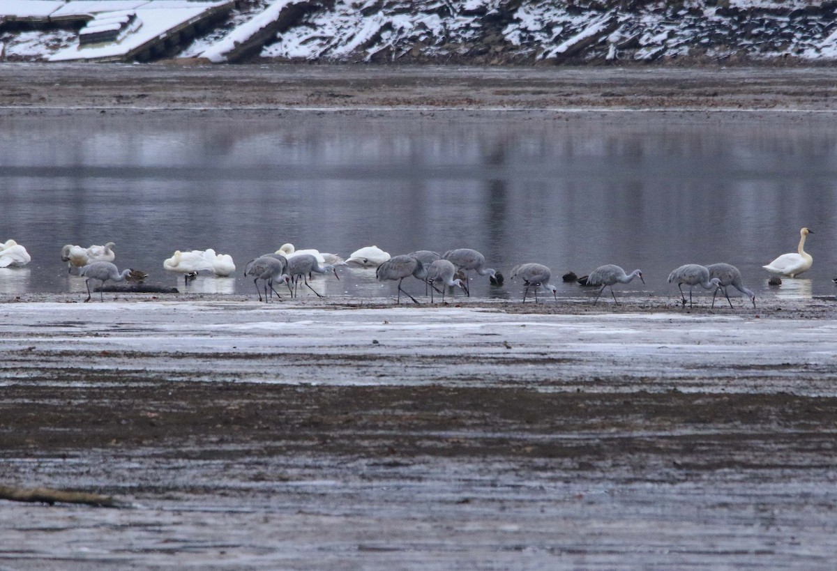 Sandhill Crane - ML646423578