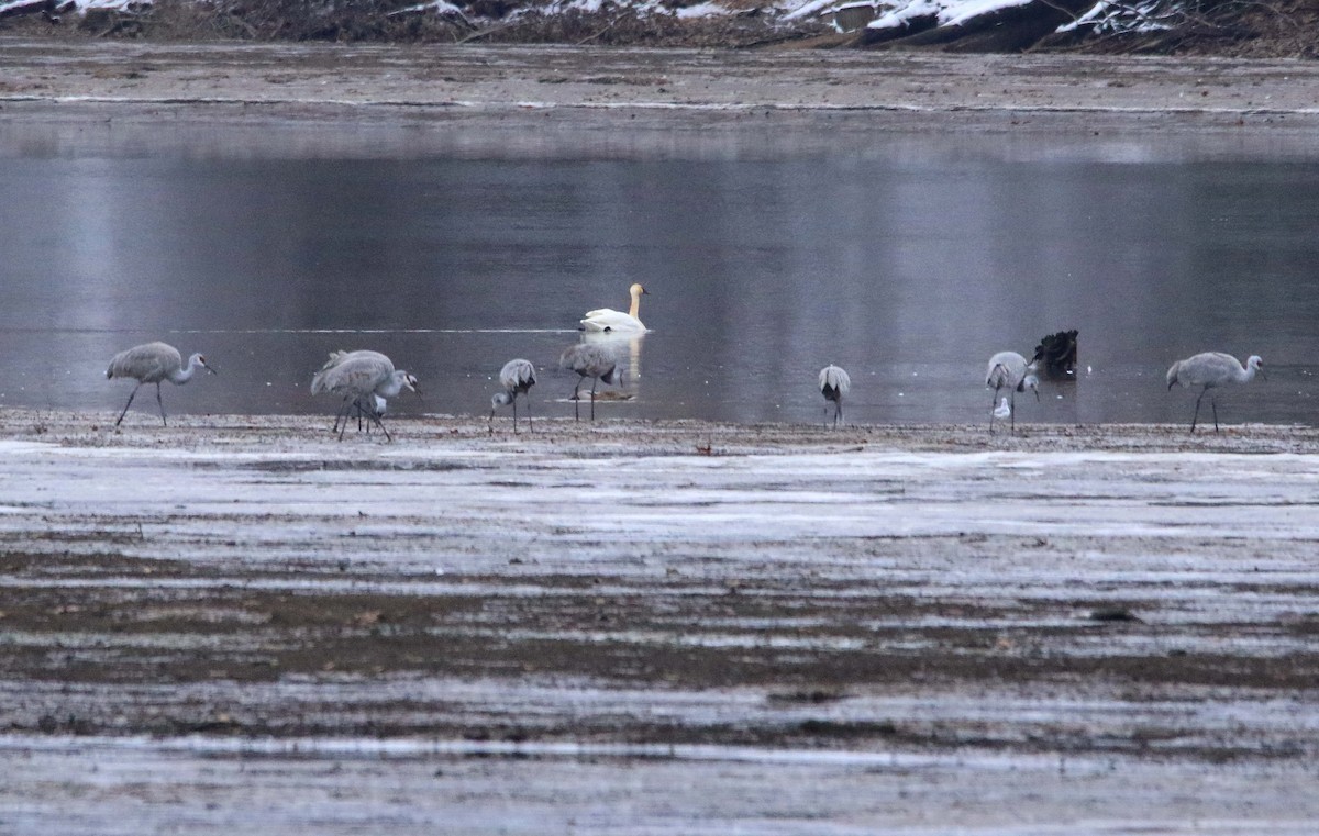 Sandhill Crane - ML646423579