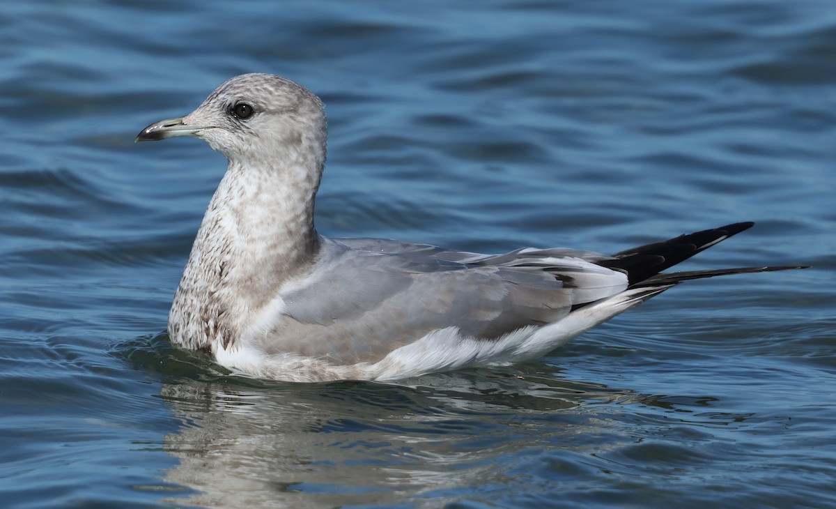 Short-billed Gull - ML646423580