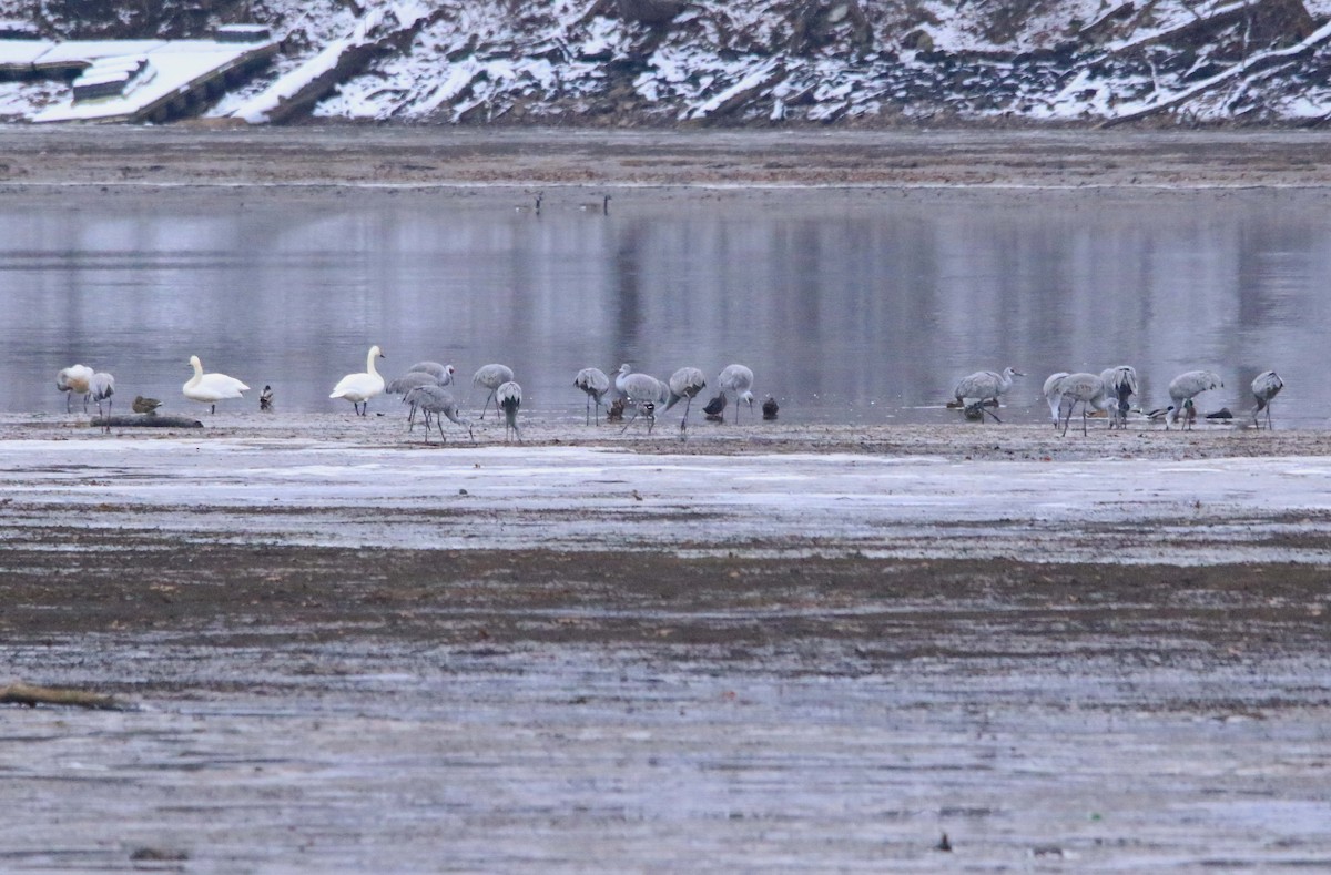 Sandhill Crane - ML646423581