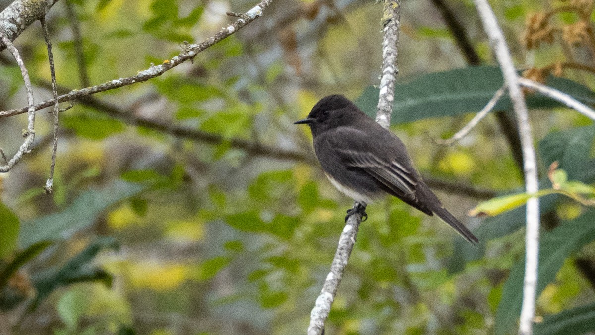Black Phoebe - ML646423584