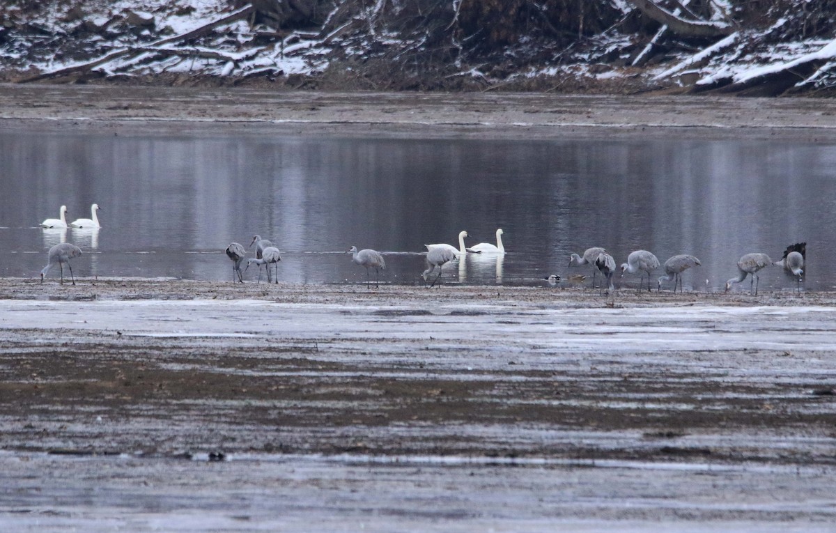 Sandhill Crane - ML646423585