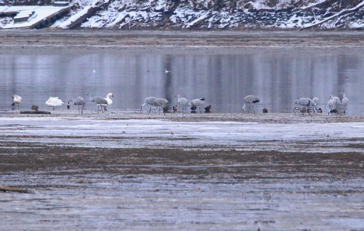 Sandhill Crane - ML646423586