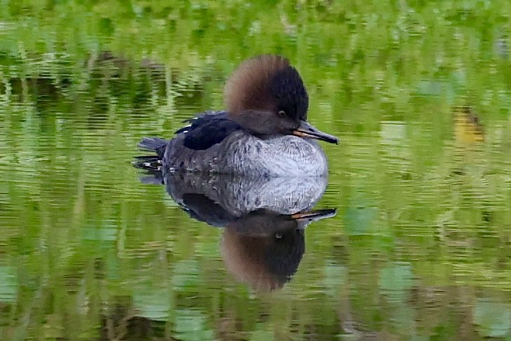 Hooded Merganser - ML646423590