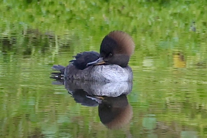 Hooded Merganser - ML646423591