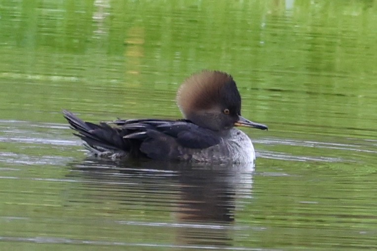 Hooded Merganser - ML646423592