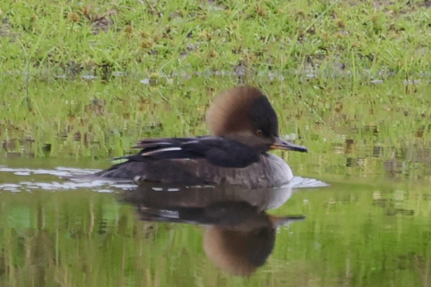 Hooded Merganser - ML646423593