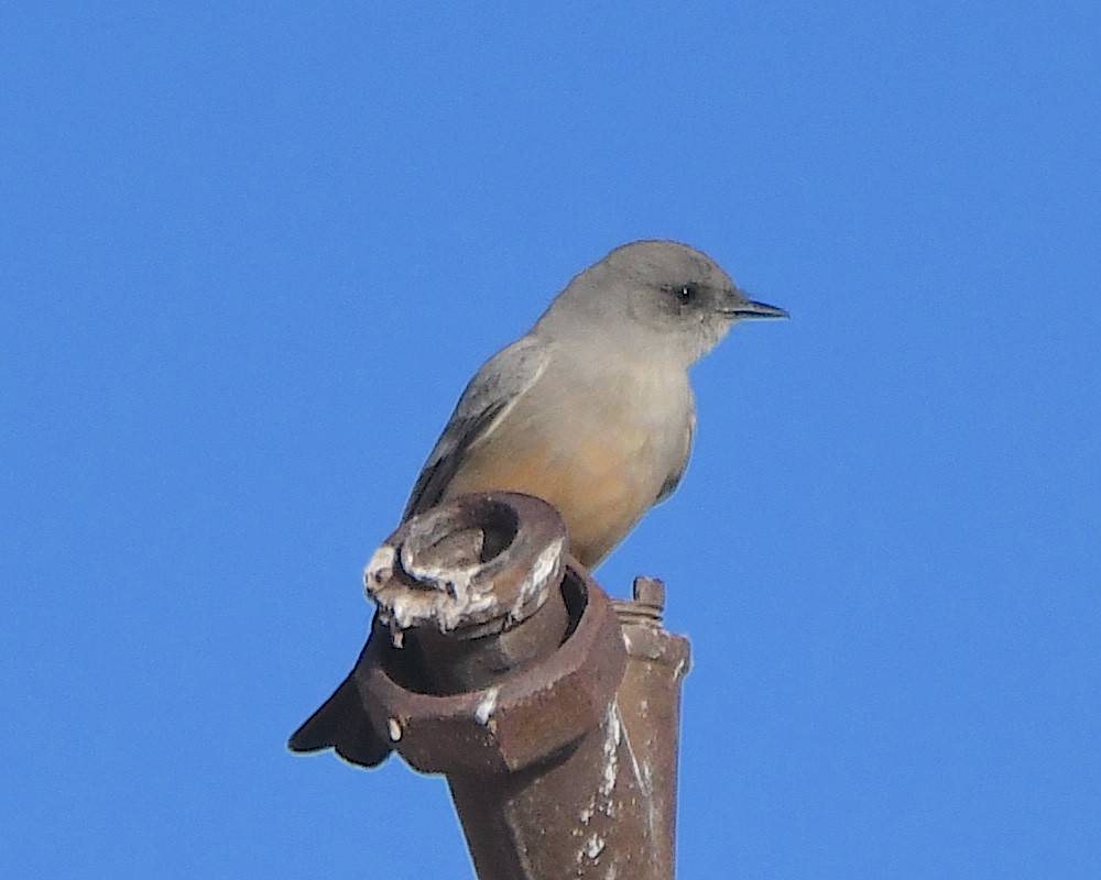 Say's Phoebe - ML646423594