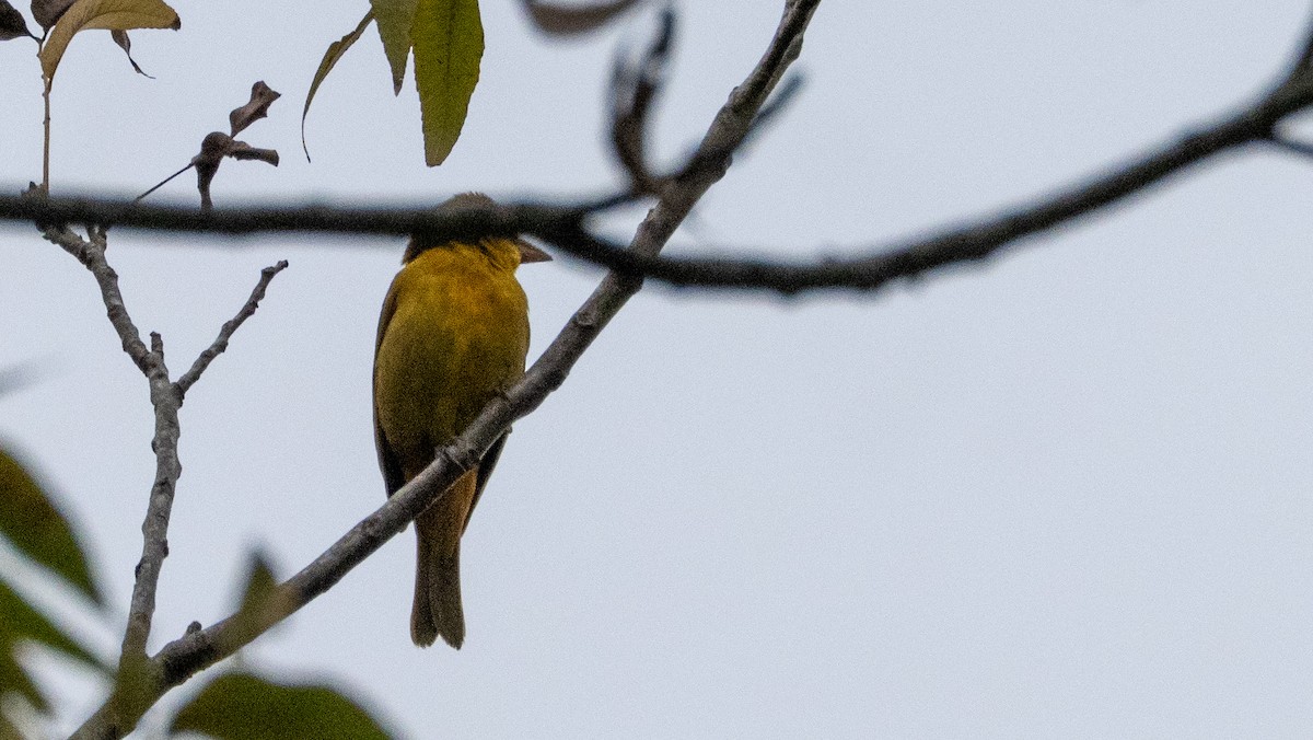 Summer Tanager - ML646423598