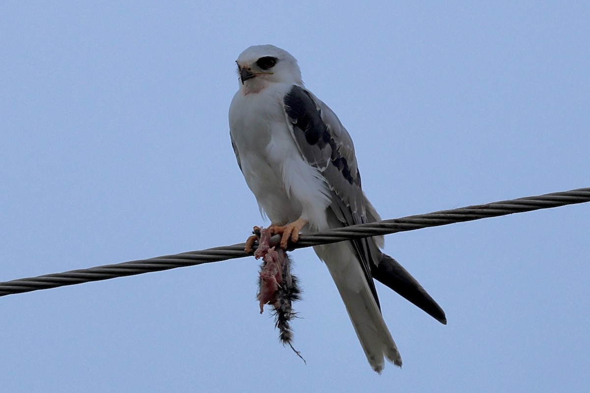 White-tailed Kite - ML646423601