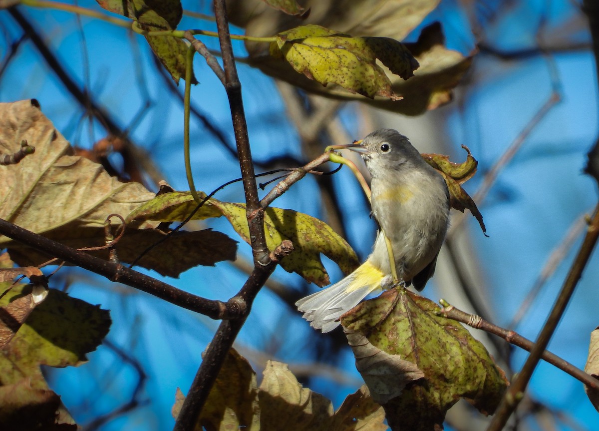 Virginia's Warbler - ML646423602