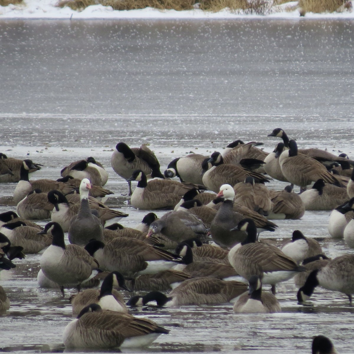 Oie des neiges - ML646423603