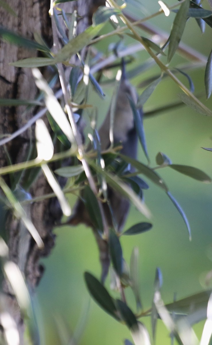 White-breasted Nuthatch - ML646423605