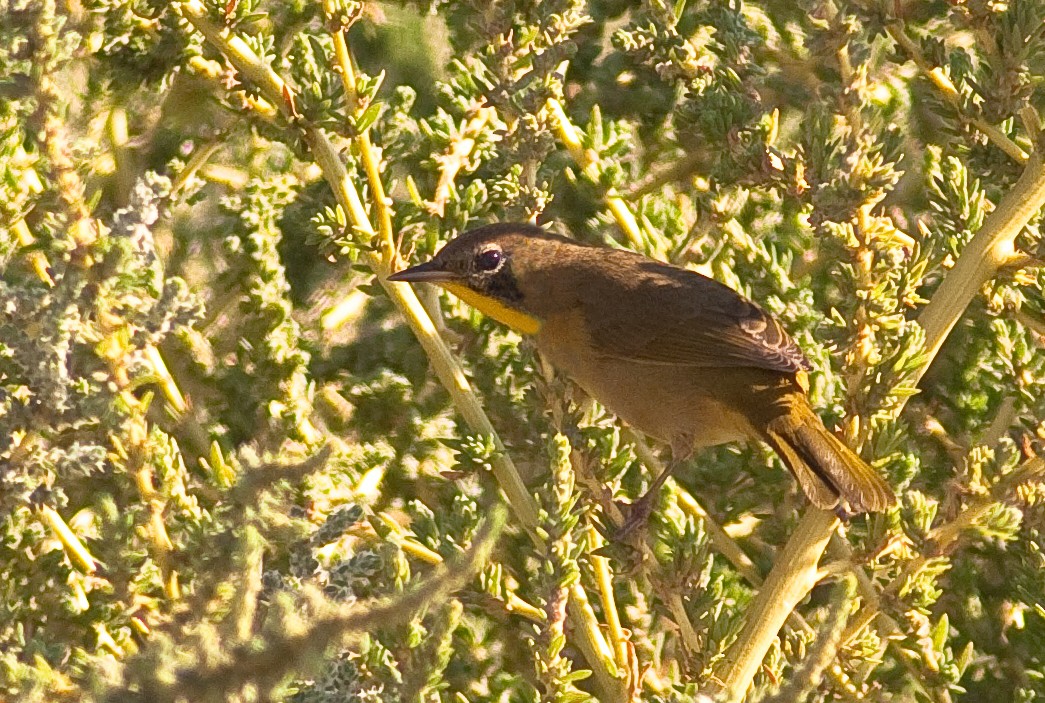Common Yellowthroat - ML646423606