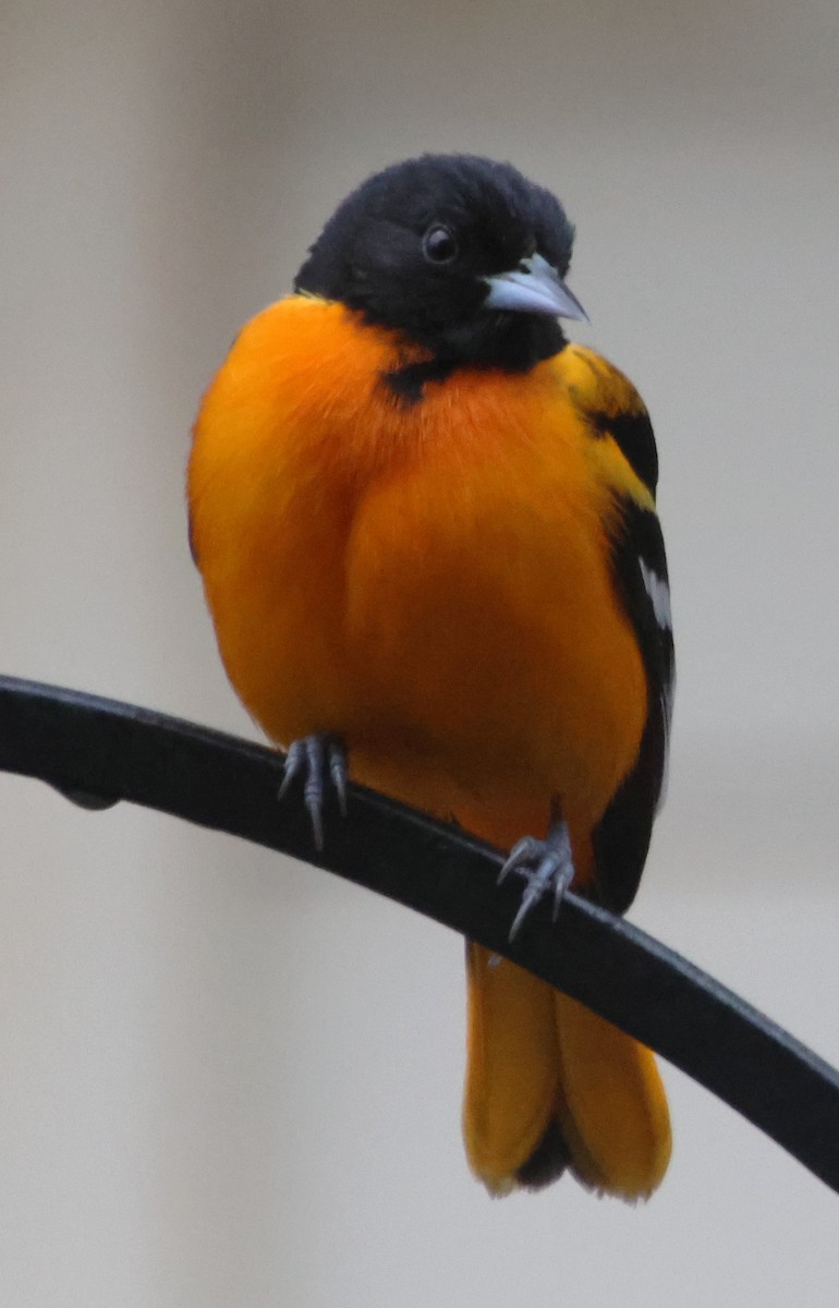 trupiál baltimorský - ML646423608