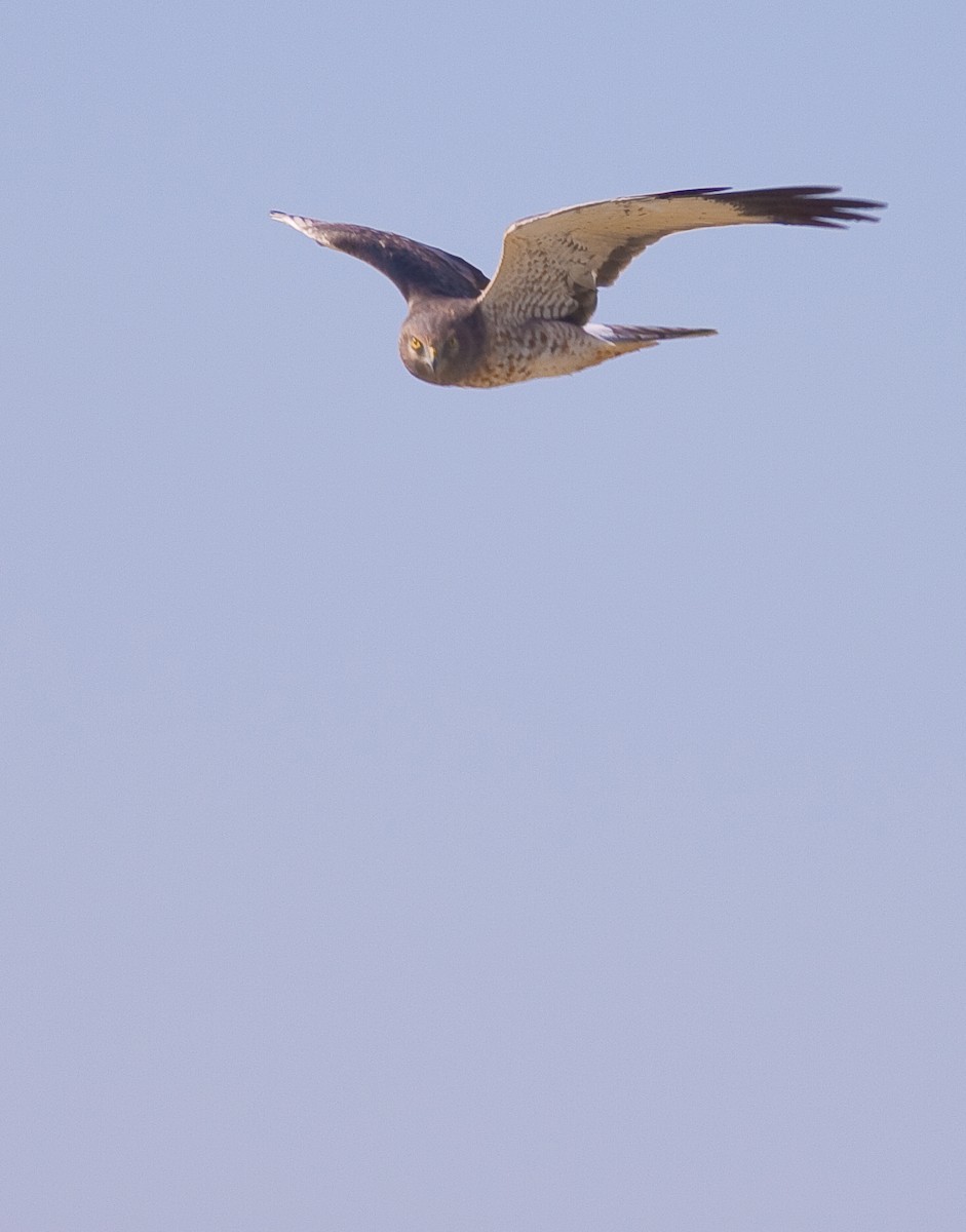Northern Harrier - ML646423609