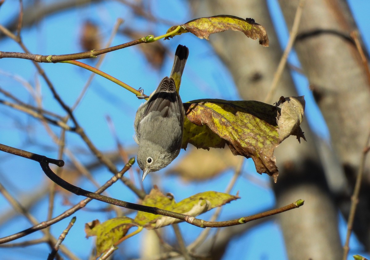 Virginia's Warbler - ML646423614