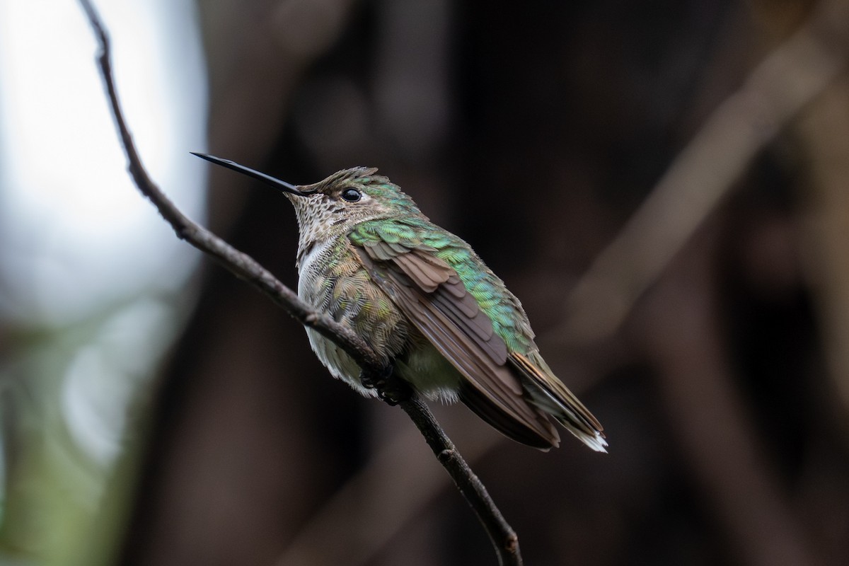 kalypta širokoocasá - ML646423615