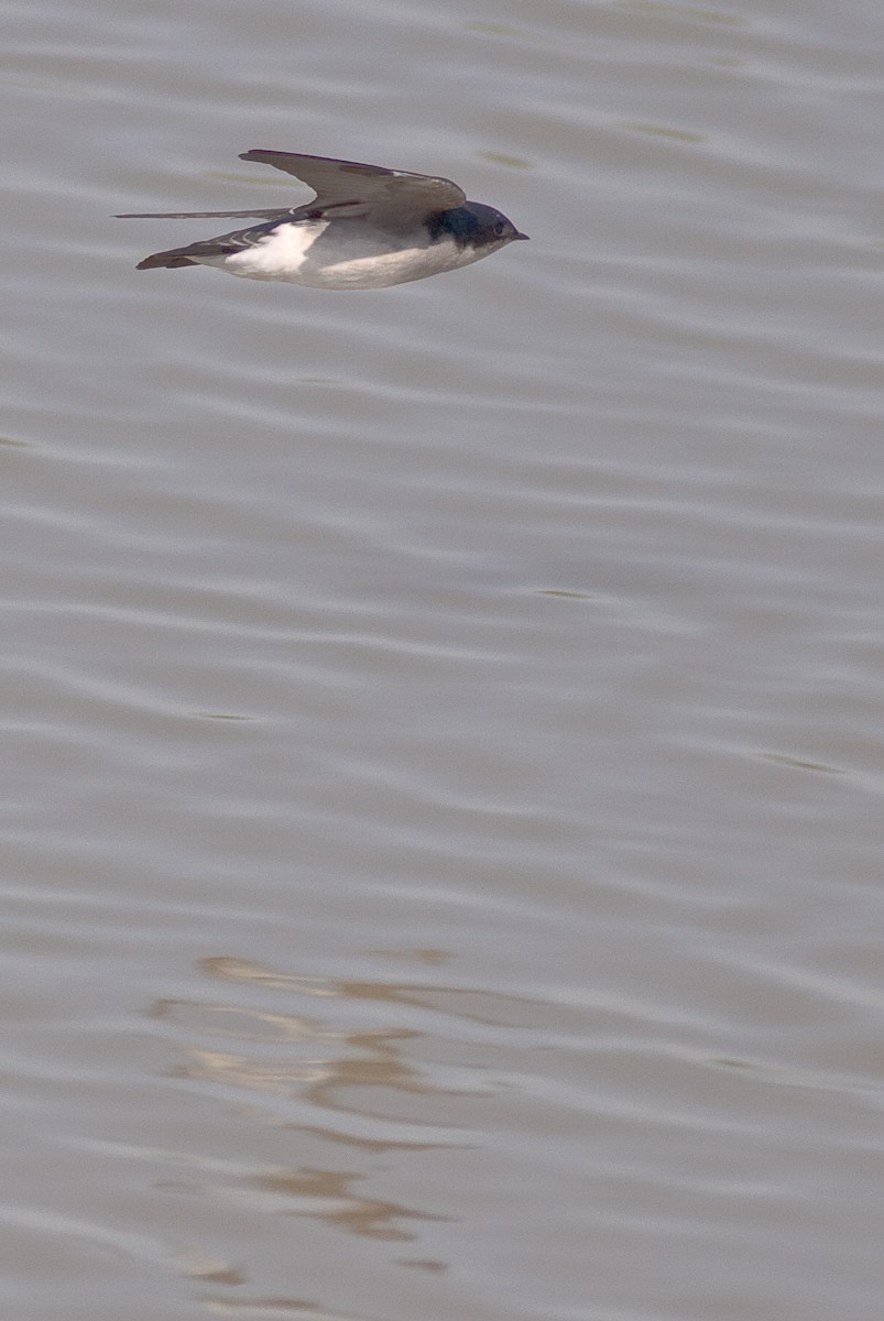 Tree Swallow - ML646423616